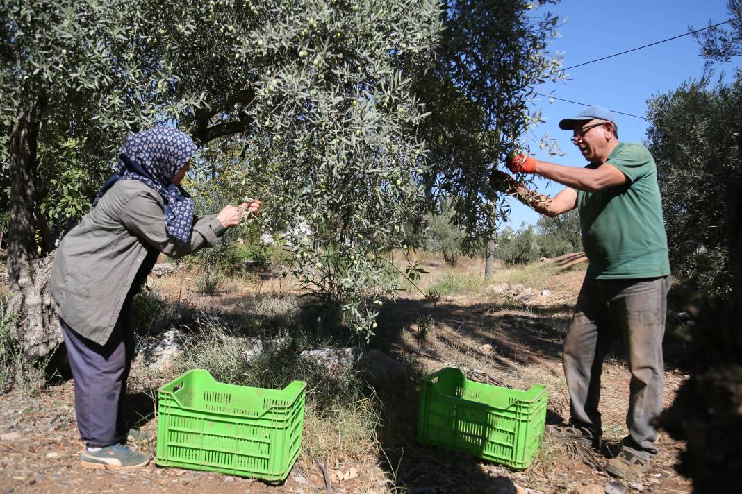 Rekolte Yüzde 30 Düştü, Zeytinyağı Fiyatı Ne Olacak? 9
